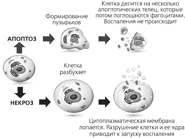 Как работает иммунитет