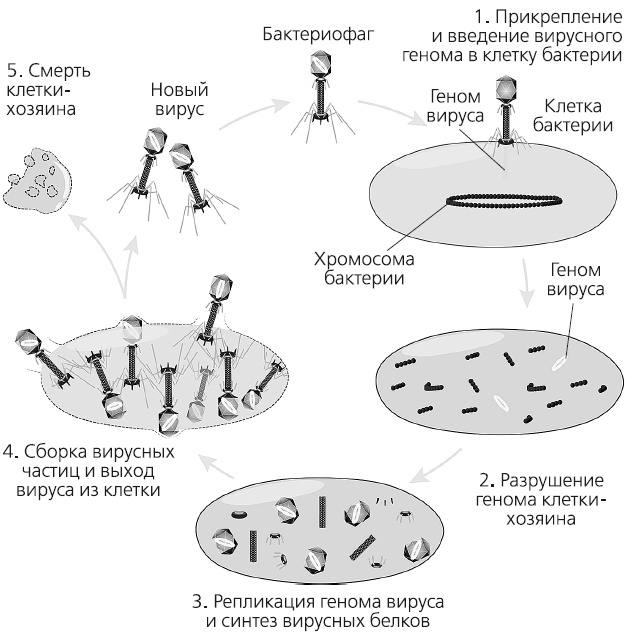 Как работает иммунитет