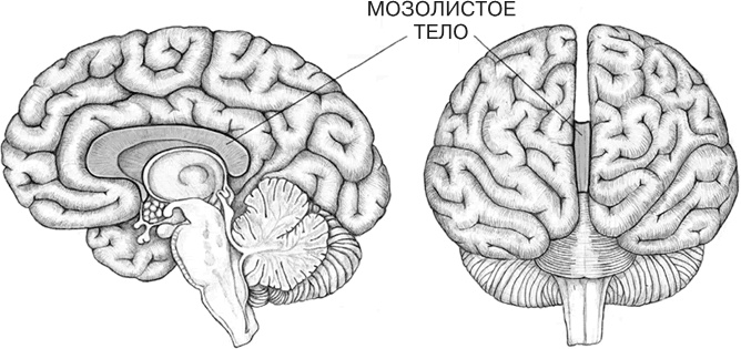 Заблокированные нейроны 