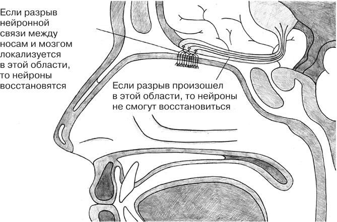 Заблокированные нейроны 