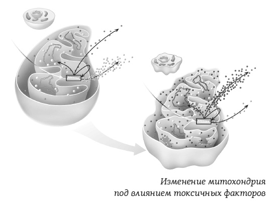 #КетоДиета. Есть жир можно!