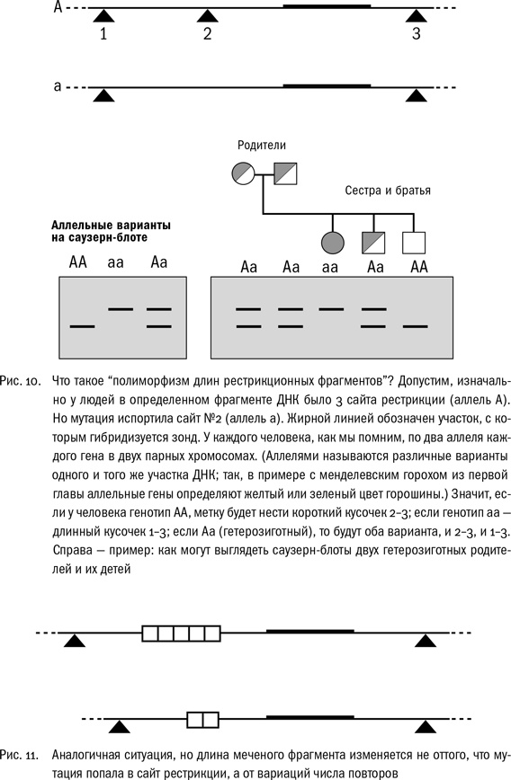 ДНК и её человек. Краткая история ДНК-идентификации