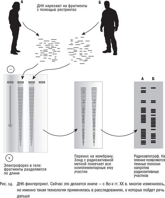 ДНК и её человек. Краткая история ДНК-идентификации