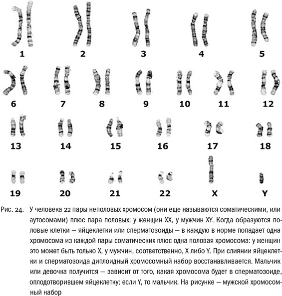 ДНК и её человек. Краткая история ДНК-идентификации