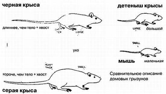 Хитрее человека. Исчерпывающая история крысы и человеческая  цивилизация