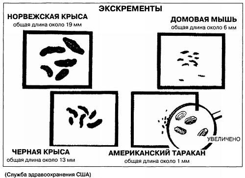 Хитрее человека. Исчерпывающая история крысы и человеческая  цивилизация