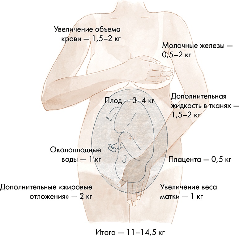 Как выносить и родить здорового малыша. Понедельное руководство по беременности и родам прямо из уст акушерки