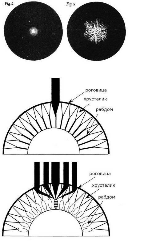 Инсектопедия