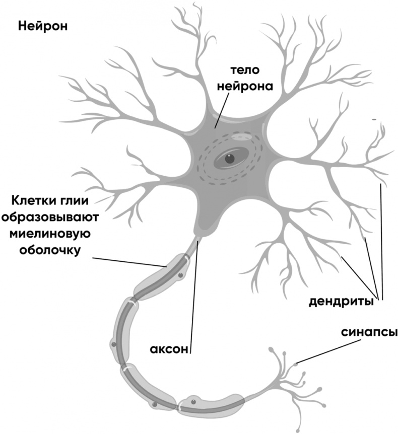 Мозговодство 