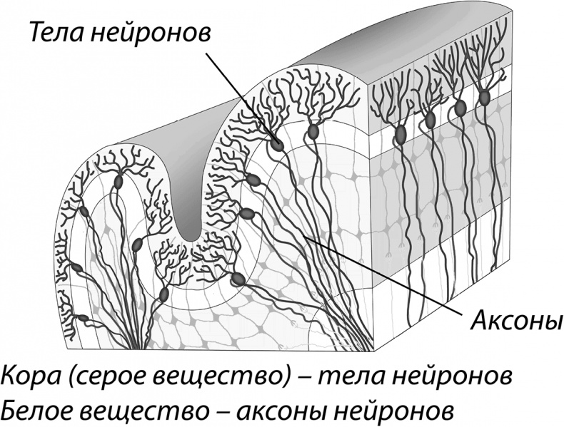 Мозговодство 