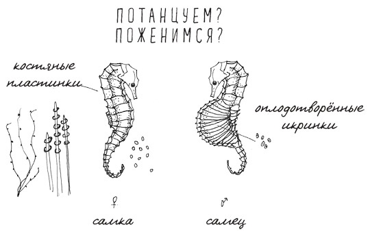 Может ли жираф облизать свои уши?