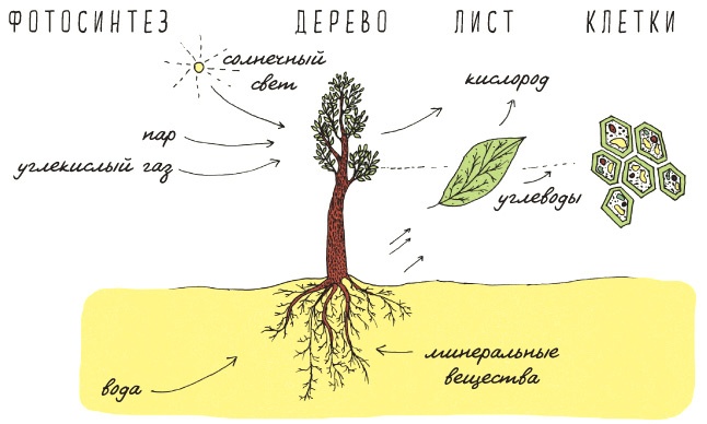 Может ли жираф облизать свои уши?