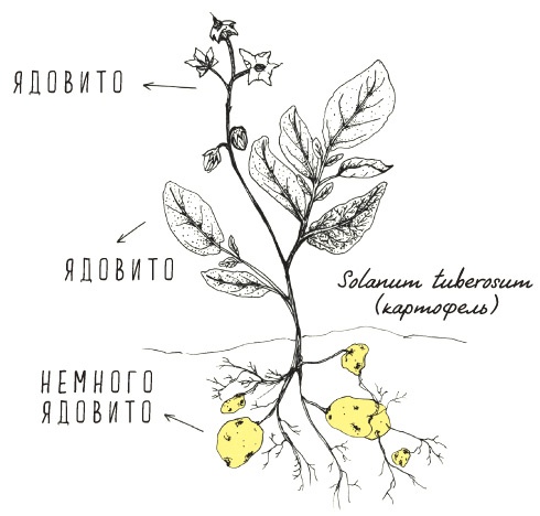 Может ли жираф облизать свои уши?