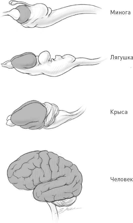 Голодный мозг. Как перехитрить инстинкты, которые заставляют нас переедать