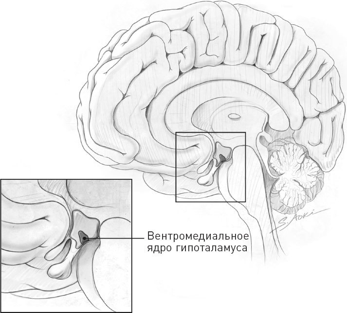 Голодный мозг. Как перехитрить инстинкты, которые заставляют нас переедать