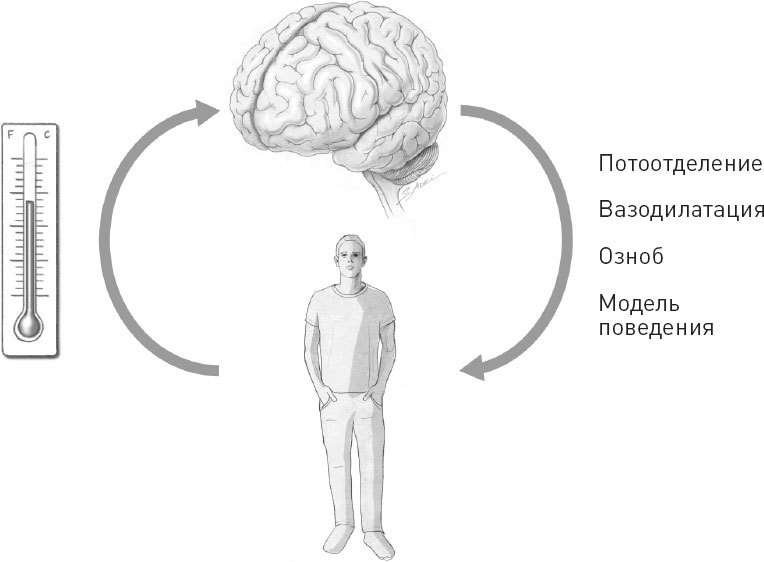 Голодный мозг. Как перехитрить инстинкты, которые заставляют нас переедать