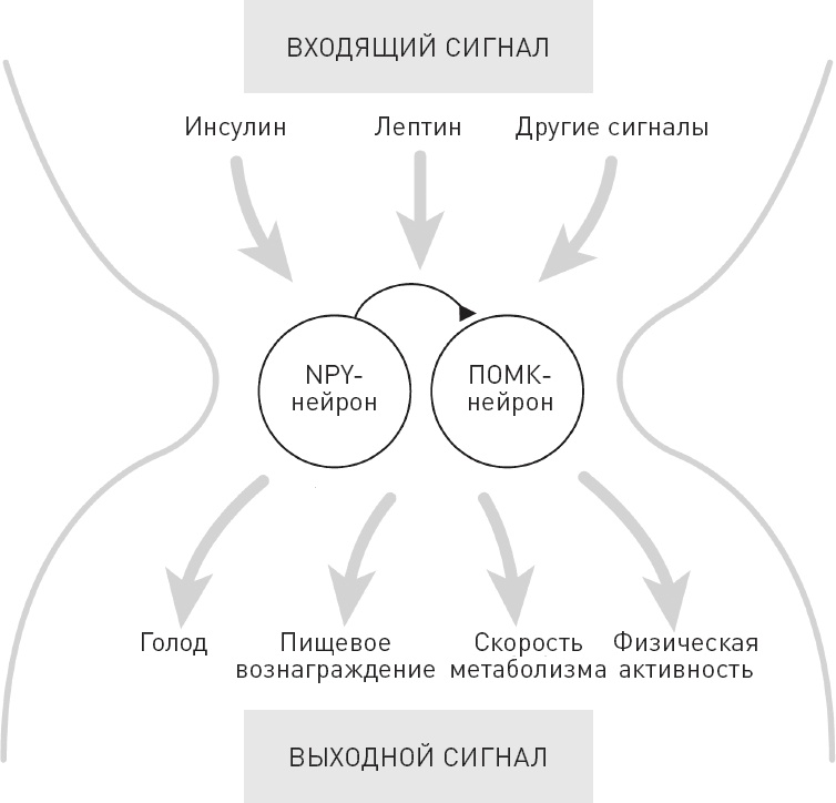 Голодный мозг. Как перехитрить инстинкты, которые заставляют нас переедать