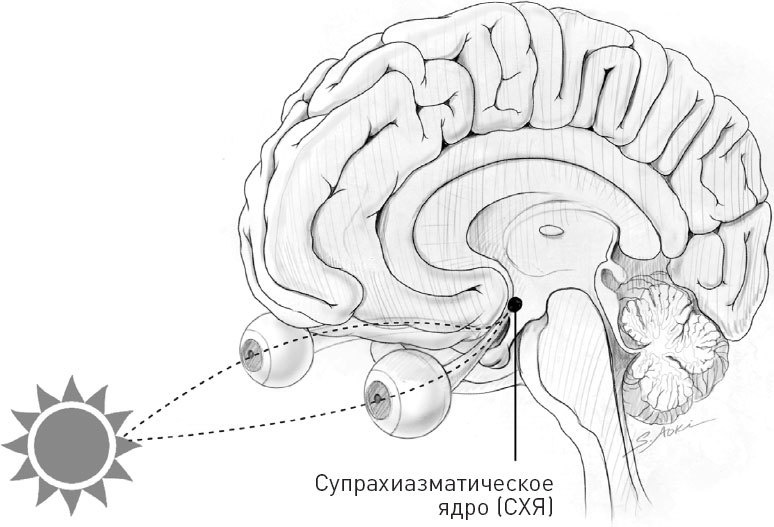 Голодный мозг. Как перехитрить инстинкты, которые заставляют нас переедать