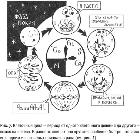 Кривое зеркало жизни. Главные мифы о раке, и что современная наука думает о них