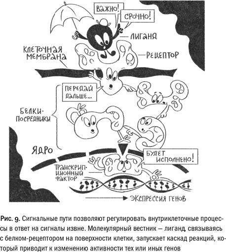 Кривое зеркало жизни. Главные мифы о раке, и что современная наука думает о них