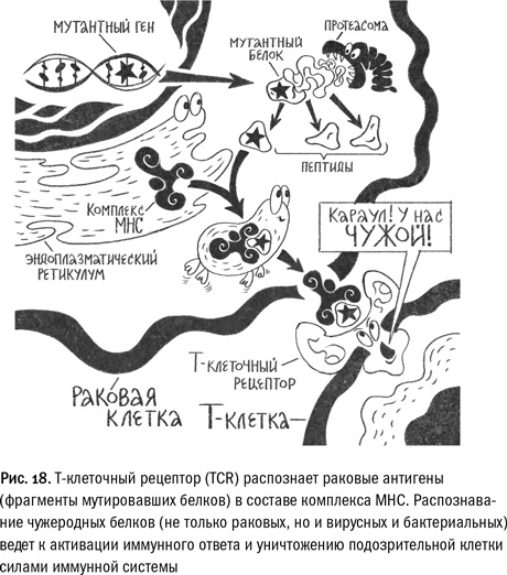 Кривое зеркало жизни. Главные мифы о раке, и что современная наука думает о них