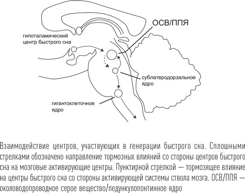 Загадки сна