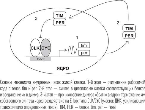 Загадки сна