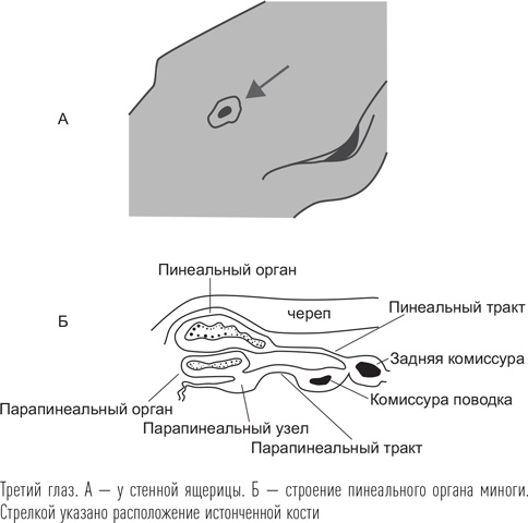 Загадки сна