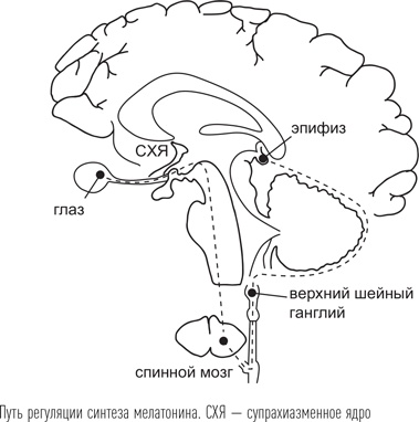 Загадки сна