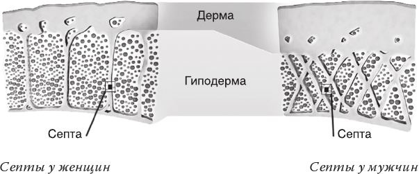 Кожа: мифы и правда о самом большом органе