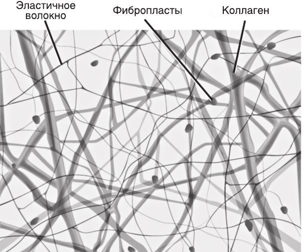 Кожа: мифы и правда о самом большом органе