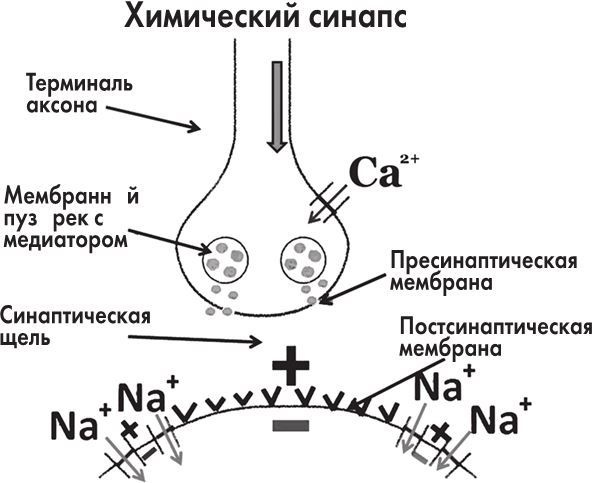 Кожа: мифы и правда о самом большом органе