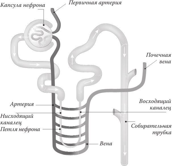 Кожа: мифы и правда о самом большом органе