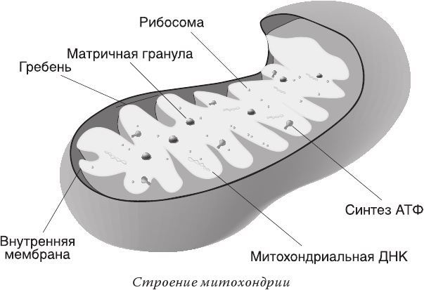 Кожа: мифы и правда о самом большом органе