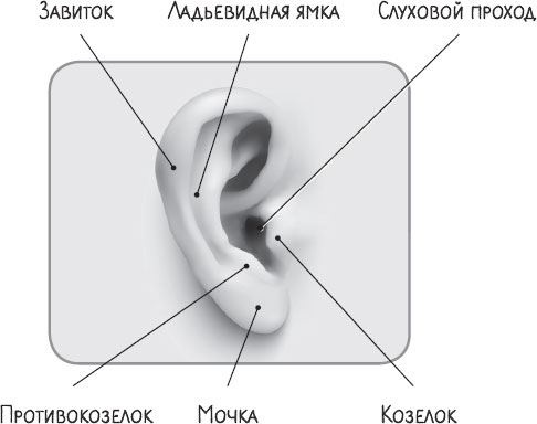 В лабиринтах уха, горла и носа. Скрытые механизмы работы, неочевидные взаимосвязи и полезные знания, которые помогут «дотянуть» до визита к врачу