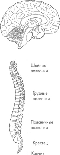 Физический интеллект