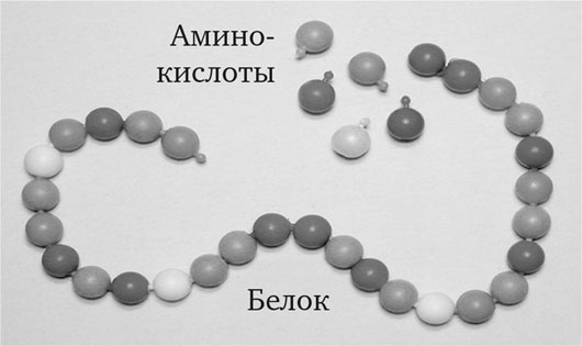 Биология веры. Как сила убеждений может изменить ваше тело и разум