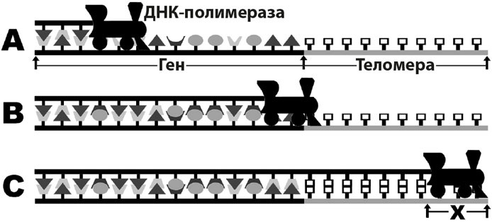 Биология веры. Как сила убеждений может изменить ваше тело и разум