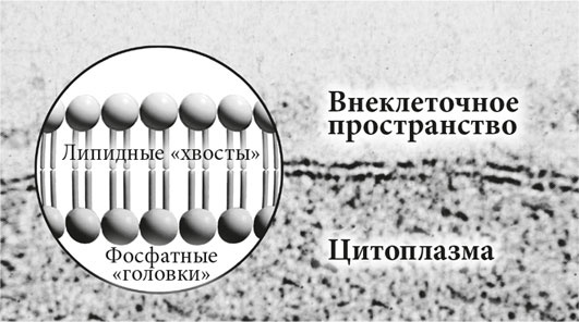 Биология веры. Как сила убеждений может изменить ваше тело и разум