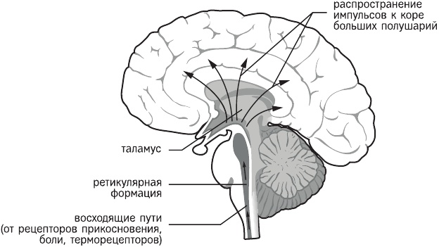 Красная таблетка-2. Вся правда об успехе