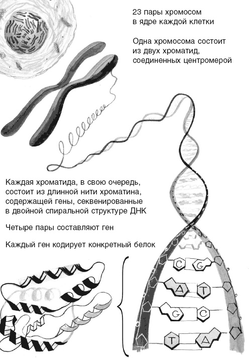 Кожа: орган, в котором я живу