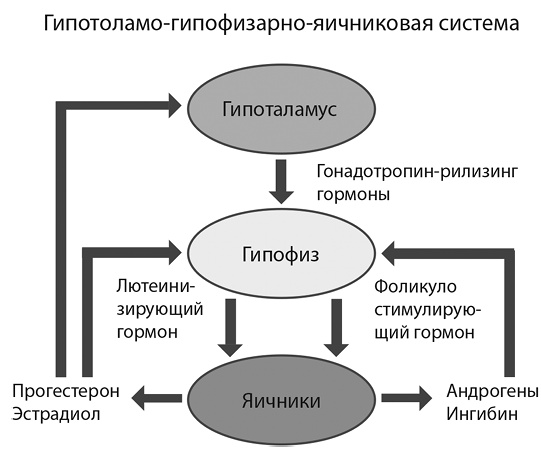 Это все гормоны!