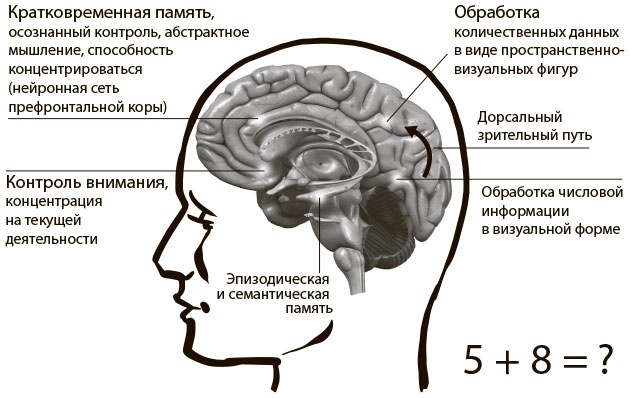 Безграничный разум