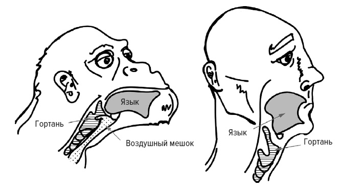 Зачем мы говорим