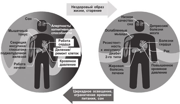 Циркадный код. Как настроить свои биологические часы на здоровую жизнь