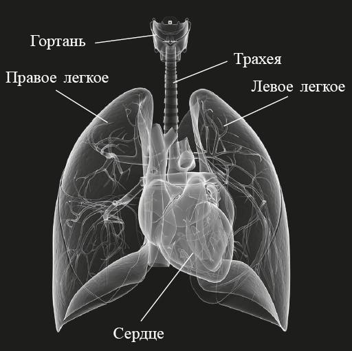 Захватывающий мир легких