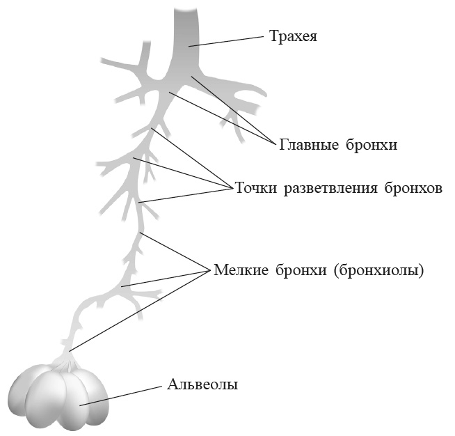 Захватывающий мир легких