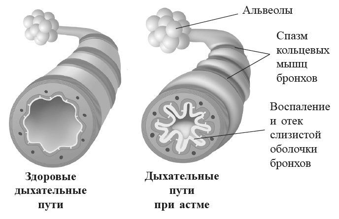 Захватывающий мир легких