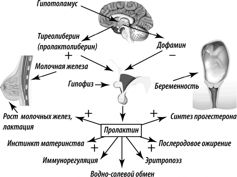 ГОРМОНичное тело