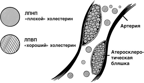 30 Нобелевских премий: Открытия, изменившие медицину